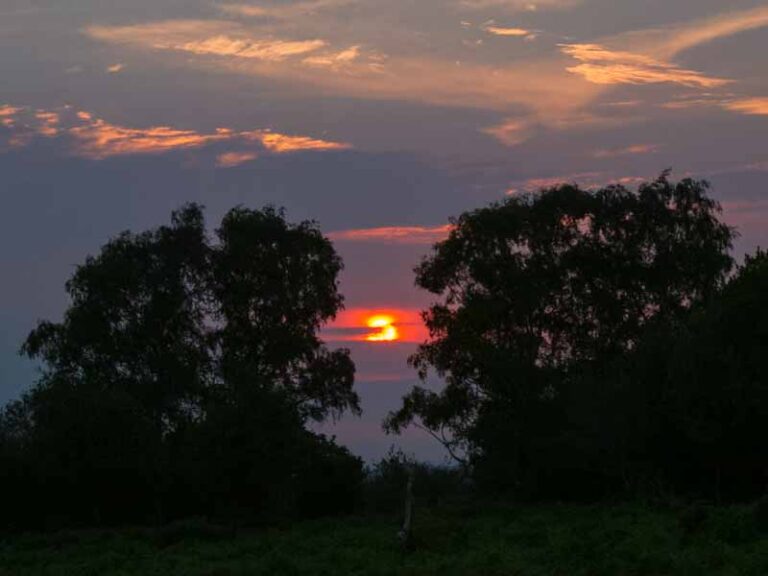 Sunset in the trees in the New Forest