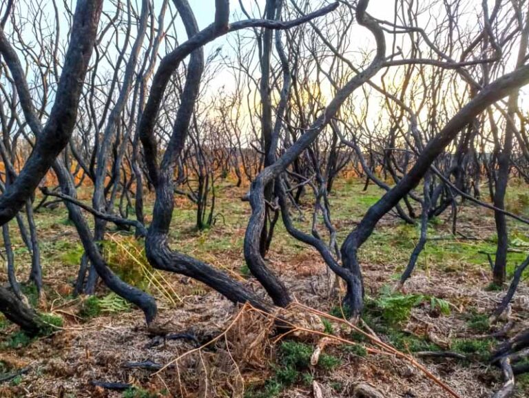 Thehealing environment of the New Forest